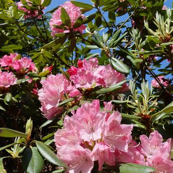 セイヨウシャクナゲの開花 シャクナゲ,ピンク色,セイヨウシャクナゲの写真素材