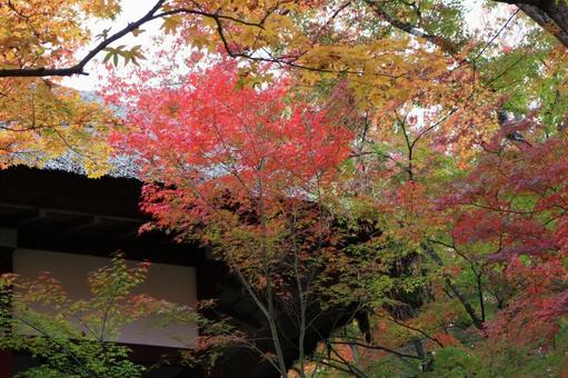 紅葉 紅葉の写真