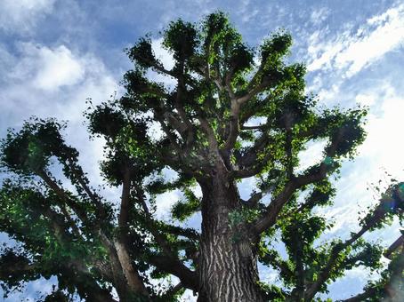 Photo, গিংকো, শুষ্ক, মসীবর্ণ ছায়া-পরিলেখ, 