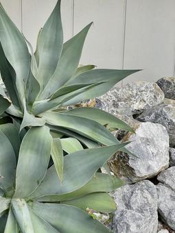 南国 植物 南国 植物 の写真