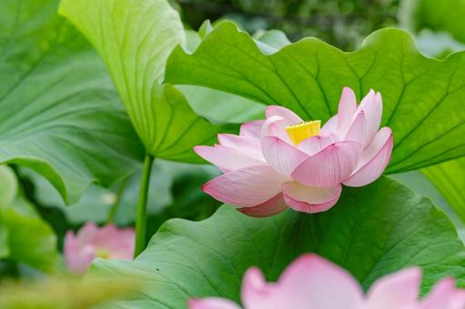 Lotus, JPG Lotus, JPG