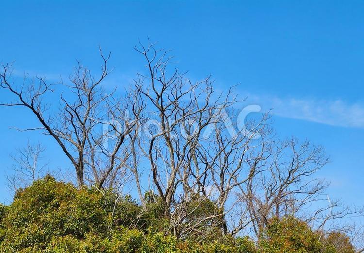 冬枯れの木 冬枯れ,木,樹木の写真素材