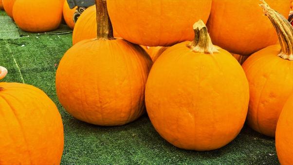 かぼちゃ かぼちゃ かぼちゃ,ハロウィン,収穫祭の写真素材
