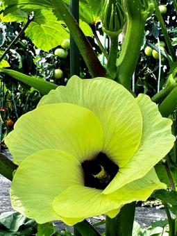 オクラの花 オクラの花の写真