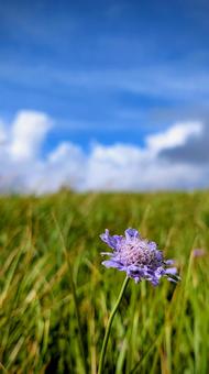 夏の青空と草原に咲く一輪の花 夏の青空と草原に咲く一輪の花の写真