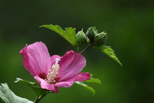 夏の茶室を彩る 夏の茶室を彩るの写真