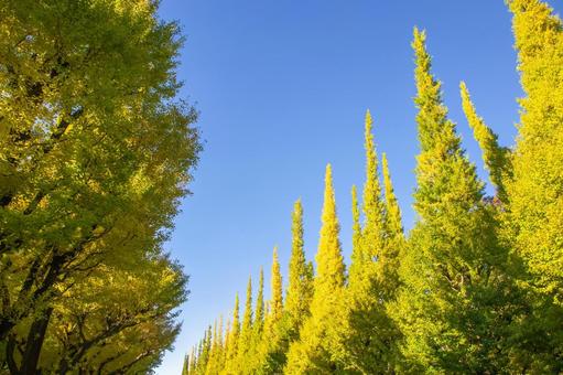 明治神宮外苑 いちょう並木 明治神宮外苑,東京,秋の写真素材