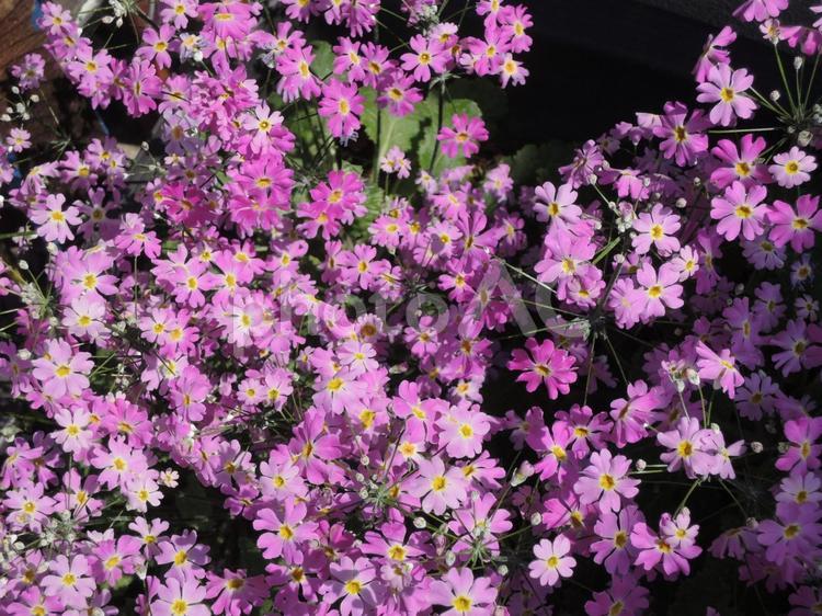 サクラソウ　ピンク　群生 ピンクの花,サクラソウ,春の写真素材