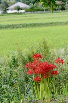 彼岸花 彼岸花 彼岸花,ヒガンバナ,曼珠沙華の写真素材