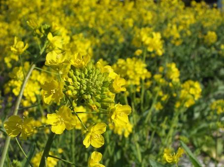 黄色い菜の花 黄色い菜の花の写真