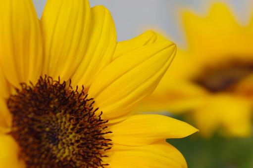 向日葵　ヒマワリ　ひまわり　夏の花の写真