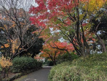 紅葉 紅葉,もみじ,空の写真素材