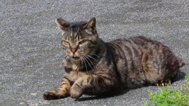 休憩を終えパトロールを再開するモフモフ猫 休憩を終えパトロールを再開するモフモフ猫 猫,キジトラ,カメラ目線の写真素材