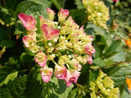 【花の写真】紫陽花の花 【花の写真】紫陽花の花 紫陽花,アジサイ,あじさいの写真素材