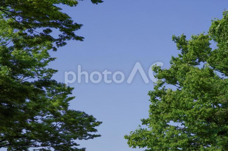 青空と樹木 新緑,樹木,2本の写真素材