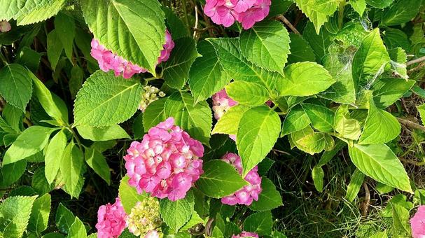 梅雨に開花したピンク色のあじさい 梅雨に開花したピンク色のあじさいの写真