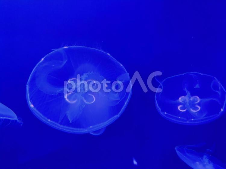 クラゲ くらげ,クラゲ,ケアンズ水族館の写真素材
