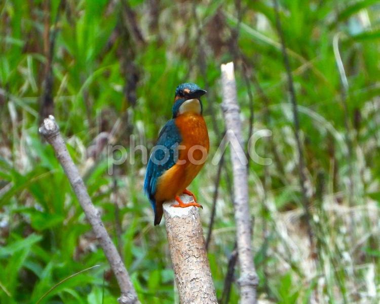 草地に立つ枯れ枝にとまるカワセミ2 カワセミ,鳥,鳥類の写真素材