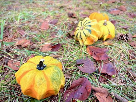 地面に転がるおもちゃかぼちゃ 01 パンプキン,かぼちゃ,野菜の写真素材