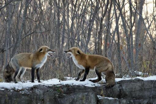 キツネ 動物,生き物,キツネの写真素材