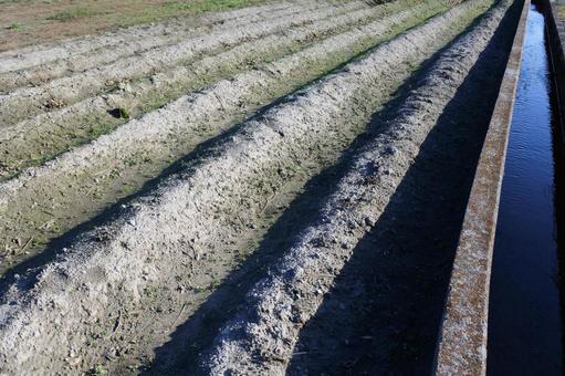 整備された畑　耕した畑　畝 自然,畑,畝の写真素材