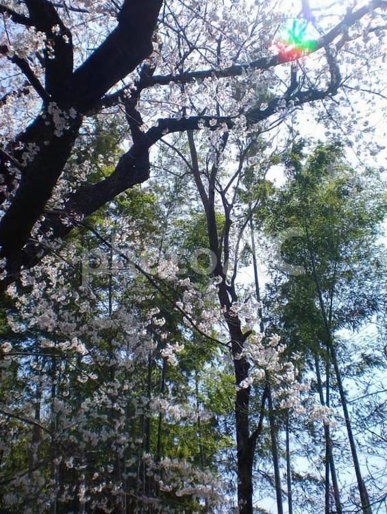 新緑と桜 緑,桜,サクラの写真素材