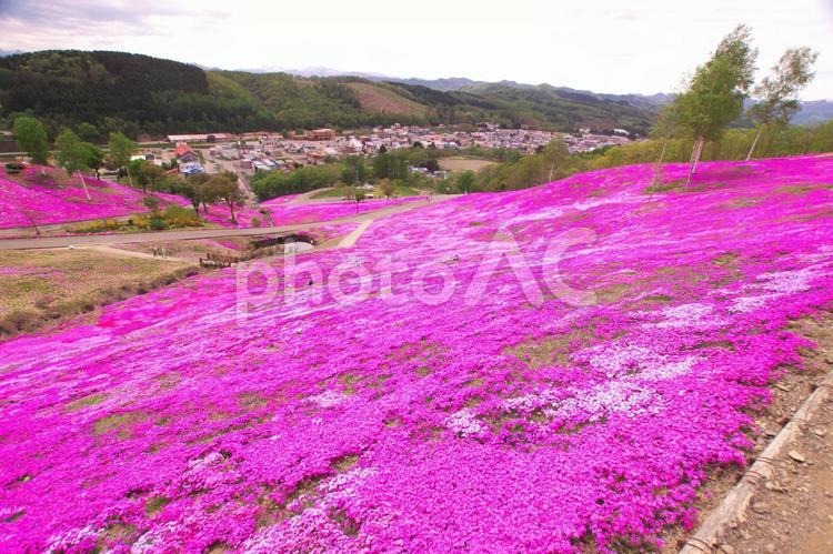 ピンクに染まった芝ざくら滝上公園 芝桜,春,観光の写真素材