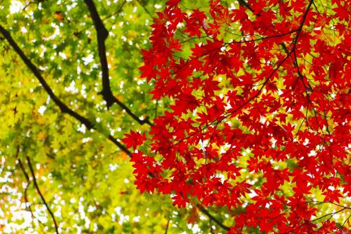 紅葉 紅葉の写真