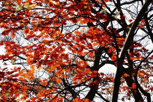 Maple leaves, JPG