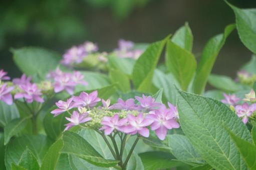 紫陽花の写真