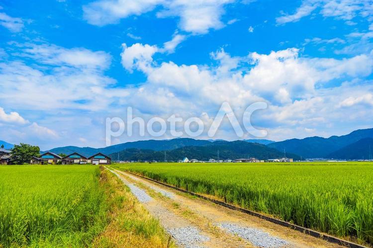 日本の田園風景と青空 田園,田園風景,田舎の写真素材