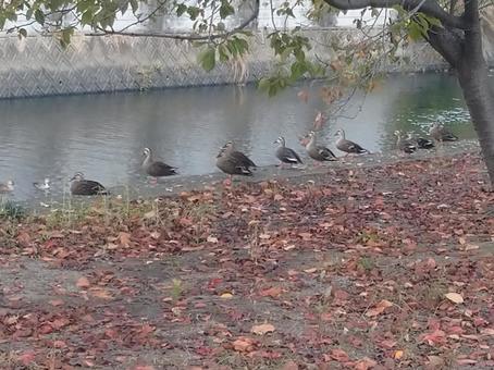 川辺のカモたち 川辺のカモたちの写真