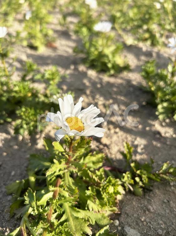 日差しを浴びるノースポールの花 ノースポール,カンシロギク,花の写真素材