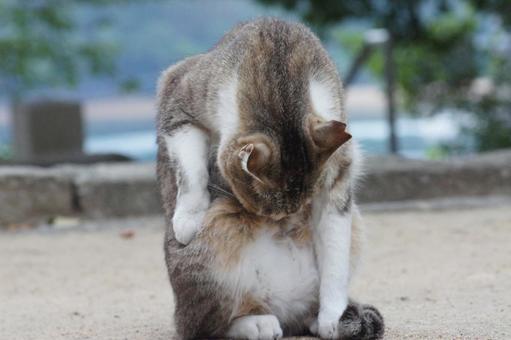 cat, JPG cat, JPG