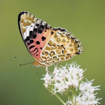 白い花の蜜をすう蝶 白い花の蜜をすう蝶の写真