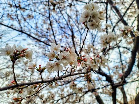 桜(八分咲き) 桜(八分咲き)の写真