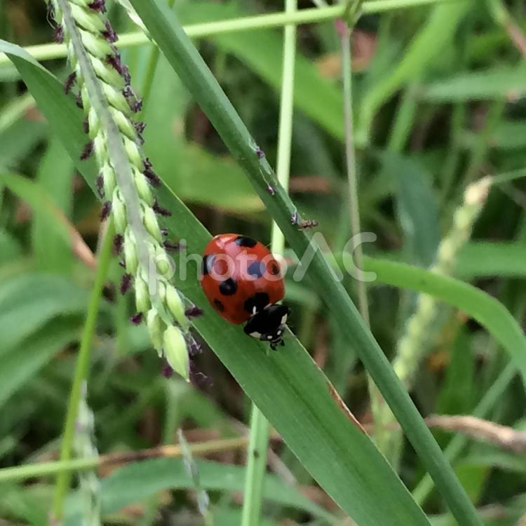 川原のてんとうむし 天道虫,テントウムシ,虫の写真素材