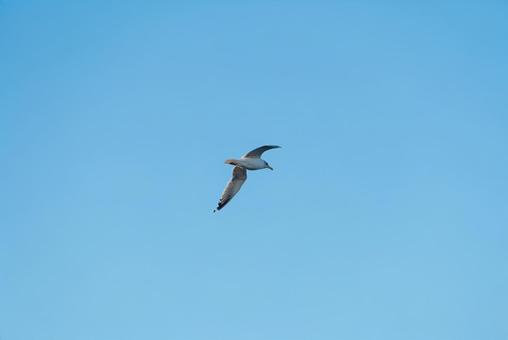 大空を優雅に舞うセグロカモメ 大空を優雅に舞うセグロカモメの写真
