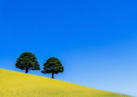 夏の丘#2 夏の丘#2の写真