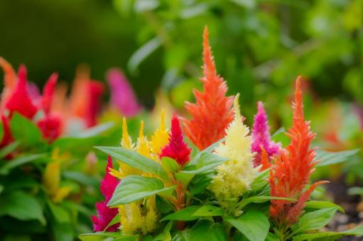 ケイトウ⒂ ケイトウ⒂ 花,ケイトウ,植物の写真素材