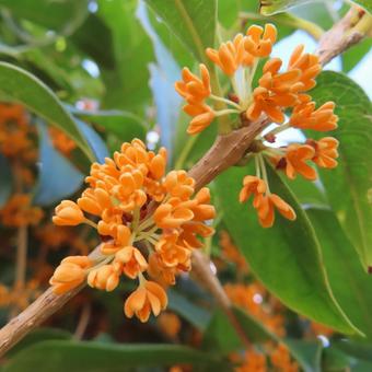 キンモクセイ(金木犀) キンモクセイ(金木犀)の写真