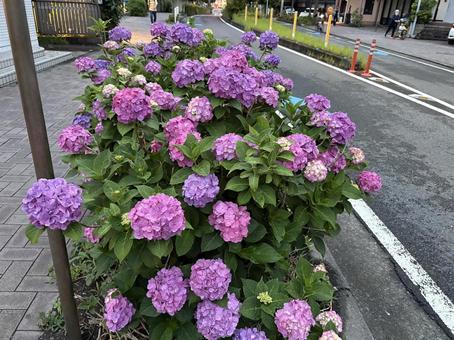 アジサイ アジサイの写真