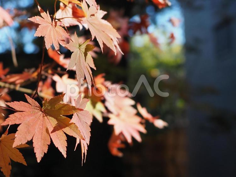 もみじ　秋のイメージ 秋イメージ,紅葉,もみじの写真素材
