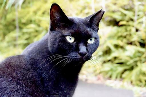 凛々しいメスの黒猫 凛々しいメスの黒猫 ネコ,保護猫,ニャンコの写真素材