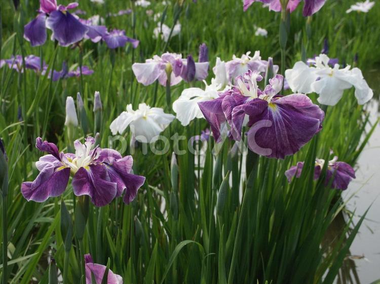 ハナショウブ・花菖蒲の咲く風景 ハナショウブ,自然風景,コントラストの写真素材