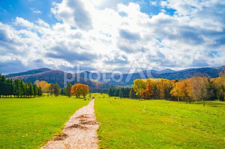 秋色に染まるトマム 紅葉,秋,散歩道の写真素材