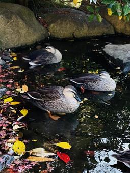 紅葉の水面と鴨 紅葉の水面と鴨の写真