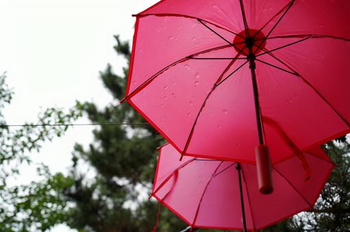 雨に濡れる赤い傘と緑 傘,カサ,雨の写真素材