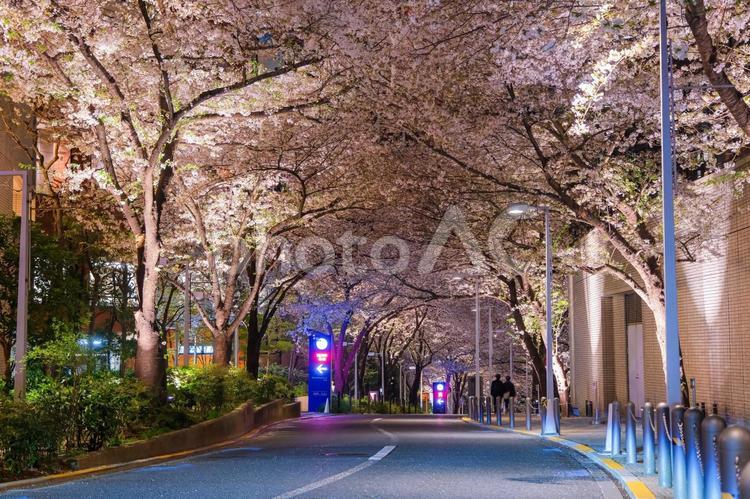 東京都港区 六本木さくら坂の夜桜 六本木,さくら,桜の写真素材