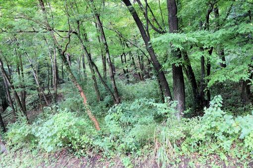 山道 山道の写真